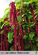 Amaranthus caudatus (szarłat zwisły)