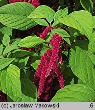 Amaranthus caudatus (szarłat zwisły)