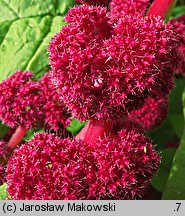 Amaranthus caudatus (szarłat zwisły)