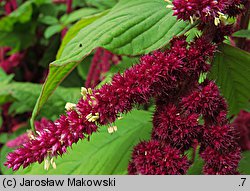 Amaranthus caudatus (szarłat zwisły)