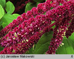 Amaranthus caudatus (szarłat zwisły)