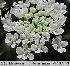 Ammi majus (aminek wielki)