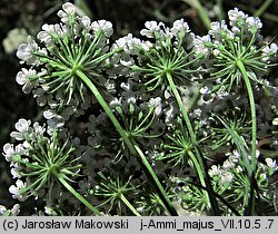 Ammi majus (aminek wielki)