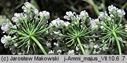 Ammi majus (aminek wielki)