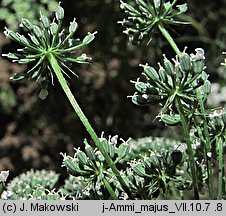 Ammi majus (aminek wielki)