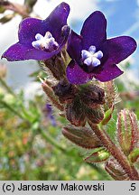 Anchusa officinalis (farbownik lekarski)