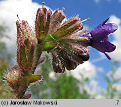 Anchusa officinalis (farbownik lekarski)