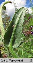 Anchusa officinalis (farbownik lekarski)