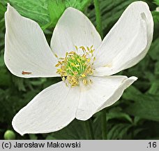 Anemonastrum canadense (zawilec kanadyjski)