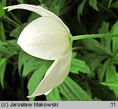 Anemonastrum canadense (zawilec kanadyjski)