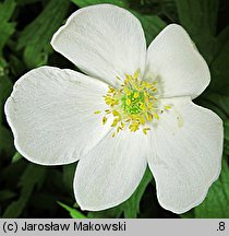 Anemonastrum canadense (zawilec kanadyjski)