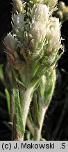 Antennaria plantaginifolia (ukwap babkolistny)