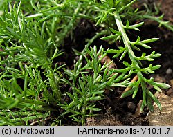 Anthemis nobilis (rumian rzymski)