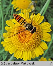 Anthemis tinctoria (rumian żółty)