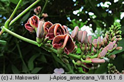 Apios americana