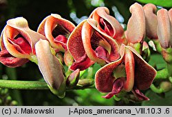 Apios americana