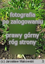 Apium graveolens var. rapaceum (seler korzeniowy)