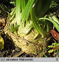 Apium graveolens var. rapaceum (seler korzeniowy)