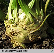 Apium graveolens var. rapaceum (seler korzeniowy)