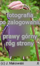 Aquilegia vulgaris (orlik pospolity)