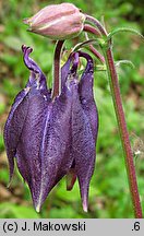 Aquilegia vulgaris (orlik pospolity)