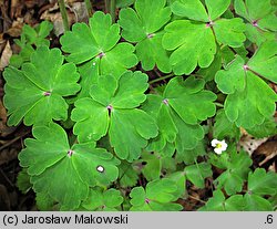 Aquilegia vulgaris (orlik pospolity)