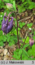 Aquilegia vulgaris (orlik pospolity)