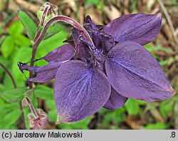 Aquilegia vulgaris (orlik pospolity)