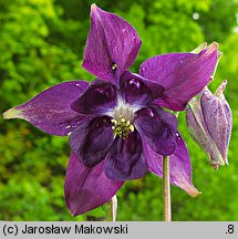 Aquilegia vulgaris (orlik pospolity)