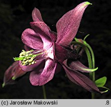 Aquilegia vulgaris (orlik pospolity)