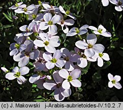 Arabis aubrietioides (gęsiówka żagwinowata)