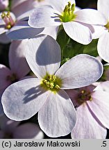 Arabis aubrietioides (gęsiówka żagwinowata)