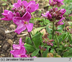 Arabis blepharophylla (gęsiówka orzęsiona)