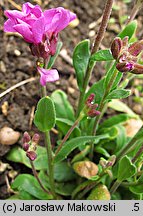 Arabis blepharophylla (gęsiówka orzęsiona)