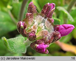 Arabis blepharophylla (gęsiówka orzęsiona)