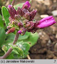 Arabis blepharophylla (gęsiówka orzęsiona)