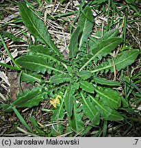 Arabis glabra (wieżyczka gładka)