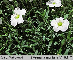 Arenaria montana (piaskowiec górski)