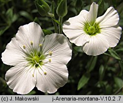 Arenaria montana (piaskowiec górski)