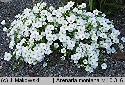 Arenaria montana (piaskowiec górski)