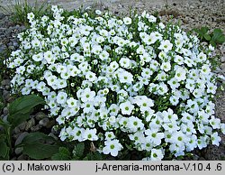 Arenaria montana (piaskowiec górski)