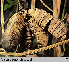 Aristolochia clematitis (kokornak powojnikowy)