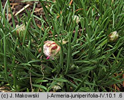 Armeria humilis (zawciąg jałowcolistny)