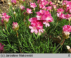 Armeria maritima (zawciąg pospolity)