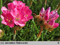 Armeria maritima (zawciąg pospolity)