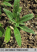 Arnica chamissonis (arnika Chamissa)