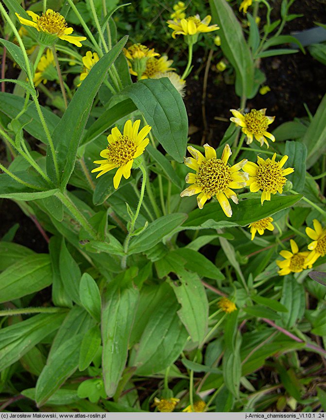 Arnica chamissonis (arnika Chamissa)