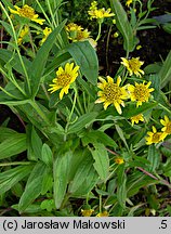 Arnica chamissonis (arnika Chamissa)