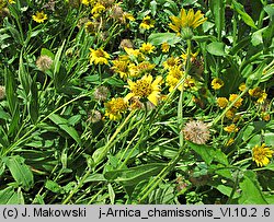 Arnica chamissonis (arnika Chamissa)