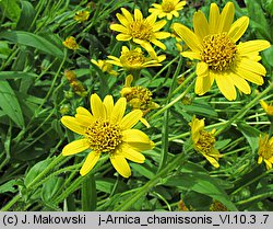 Arnica chamissonis (arnika Chamissa)